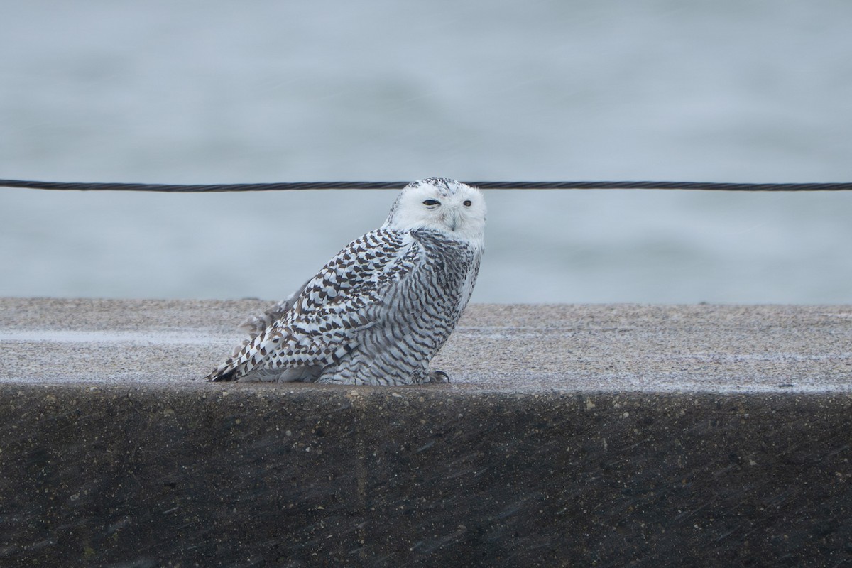 Schneeeule - ML646724841