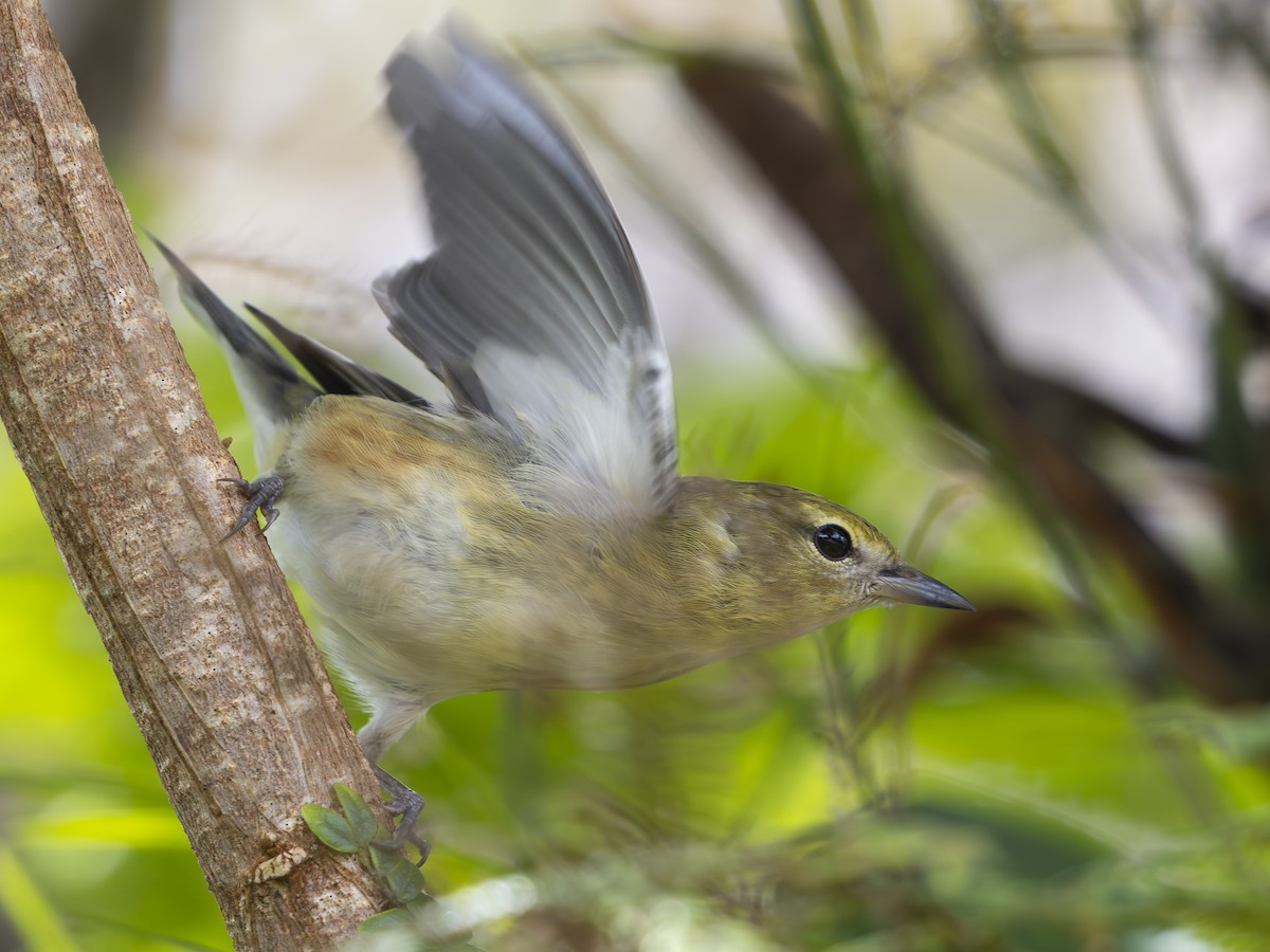 Пісняр-лісовик каштановий - ML646724842
