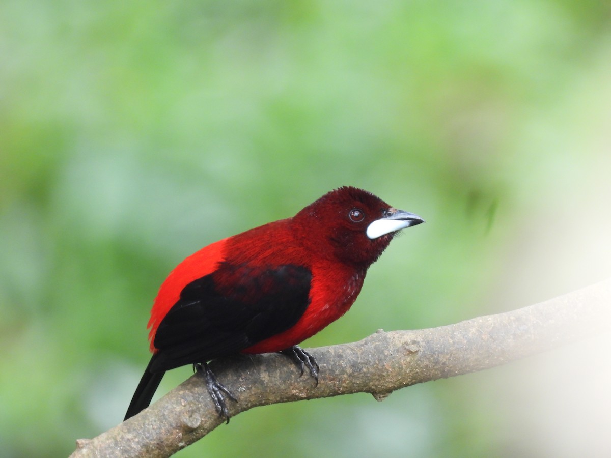 ハグロムクドリモドキ - ML646724843