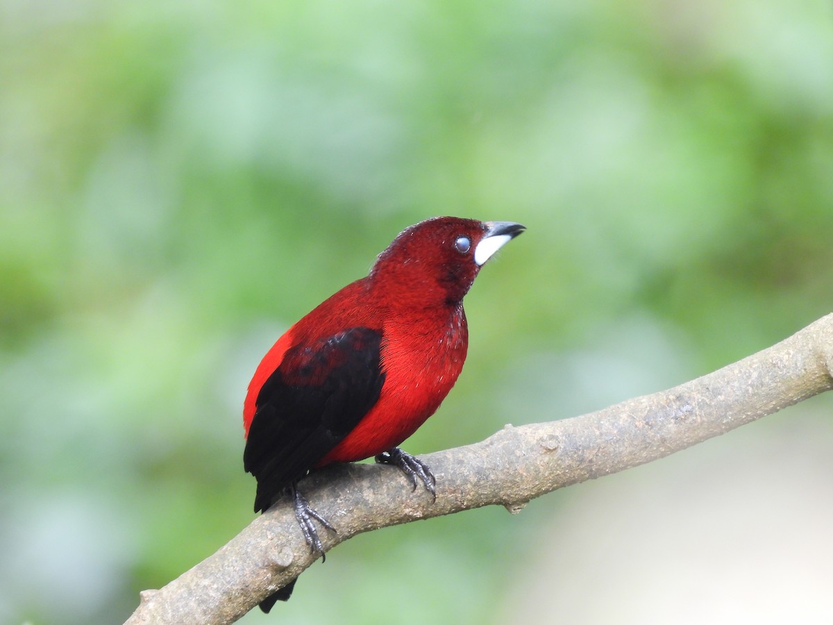 ハグロムクドリモドキ - ML646724844