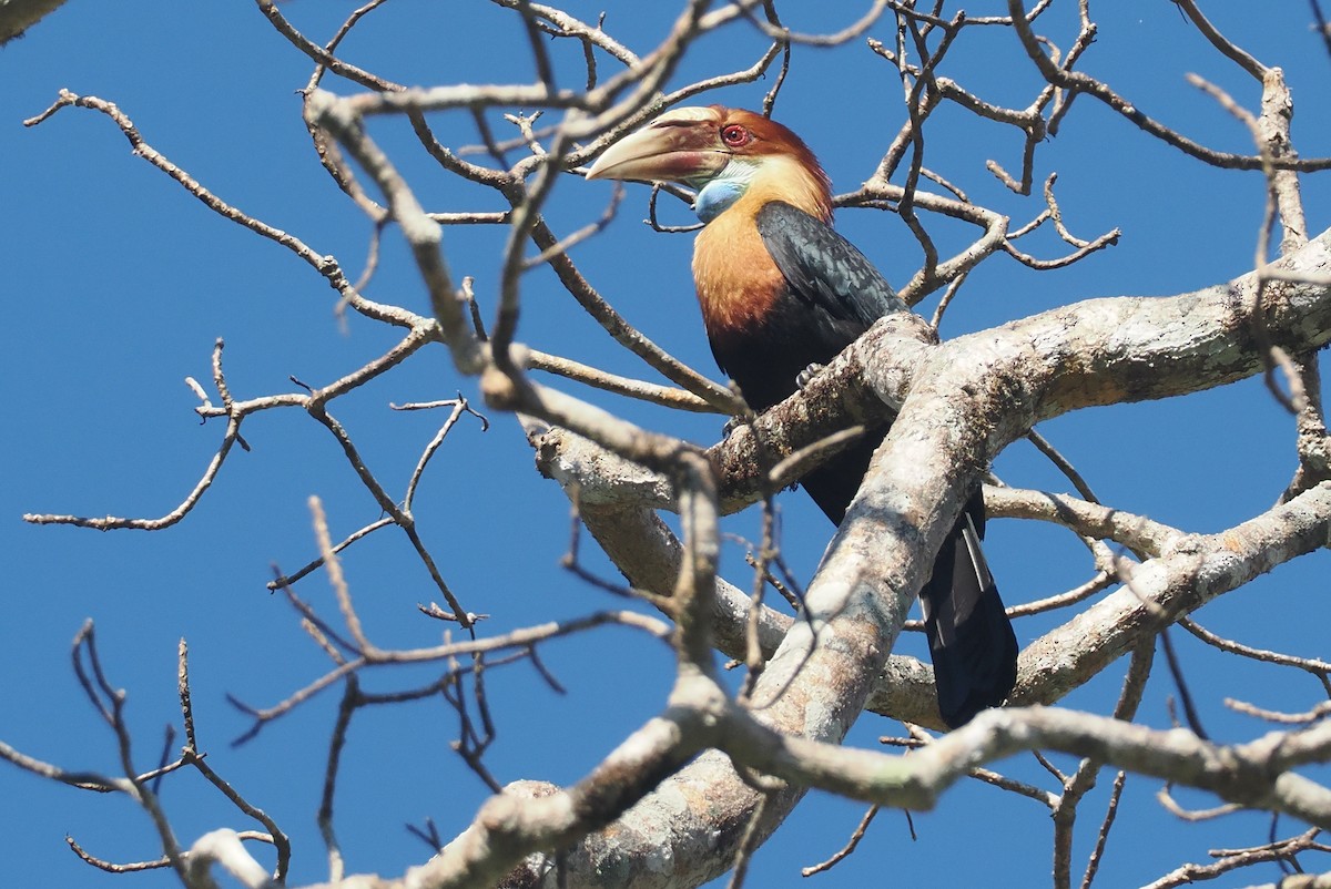 Sumba Hornbill - ML646724848