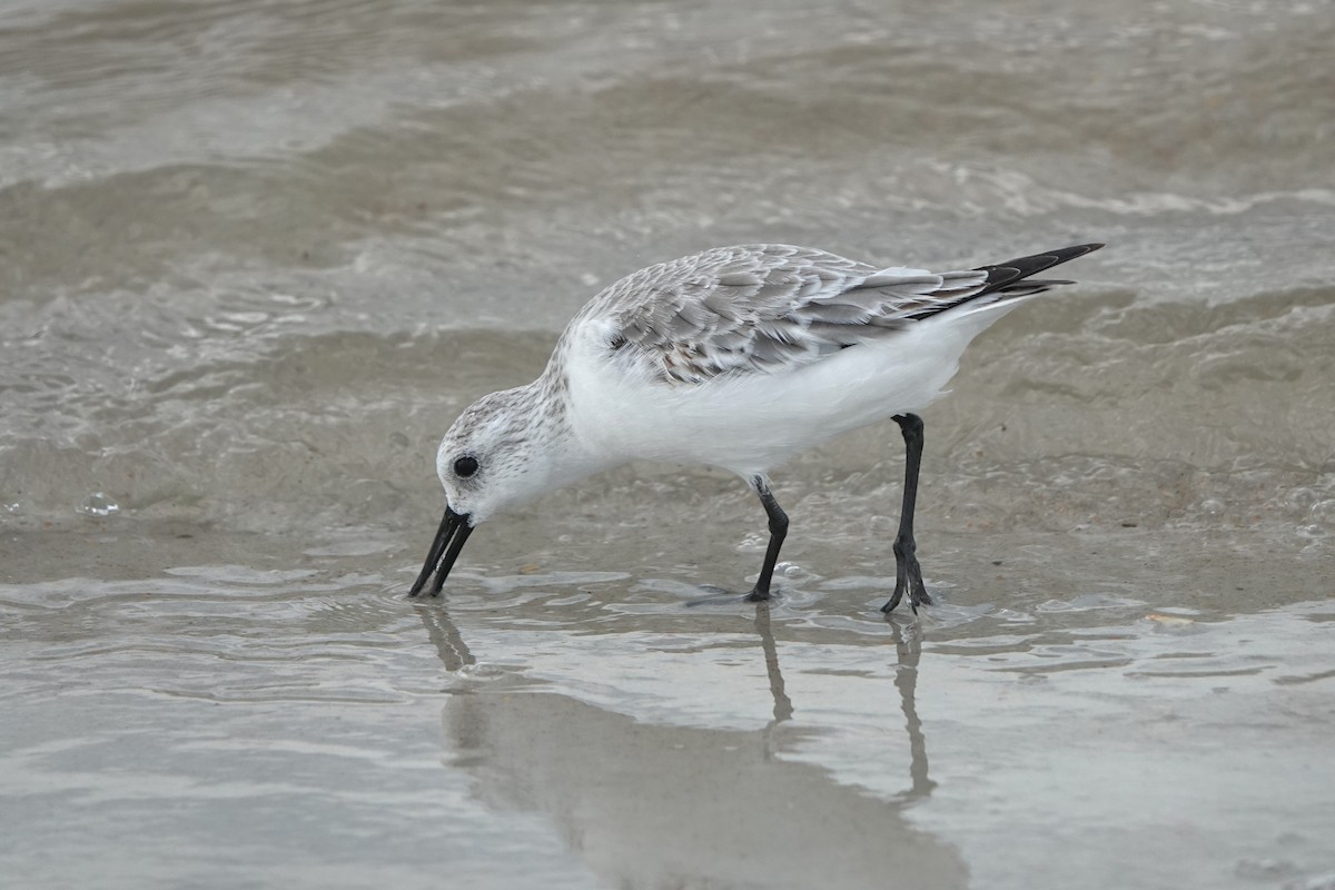 Sanderling - ML646724849