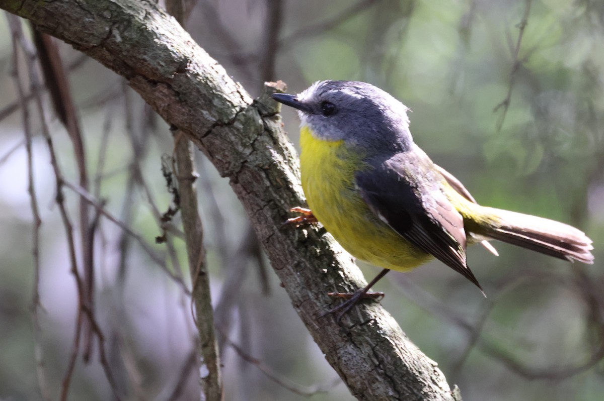 Eastern Yellow Robin - ML646724850