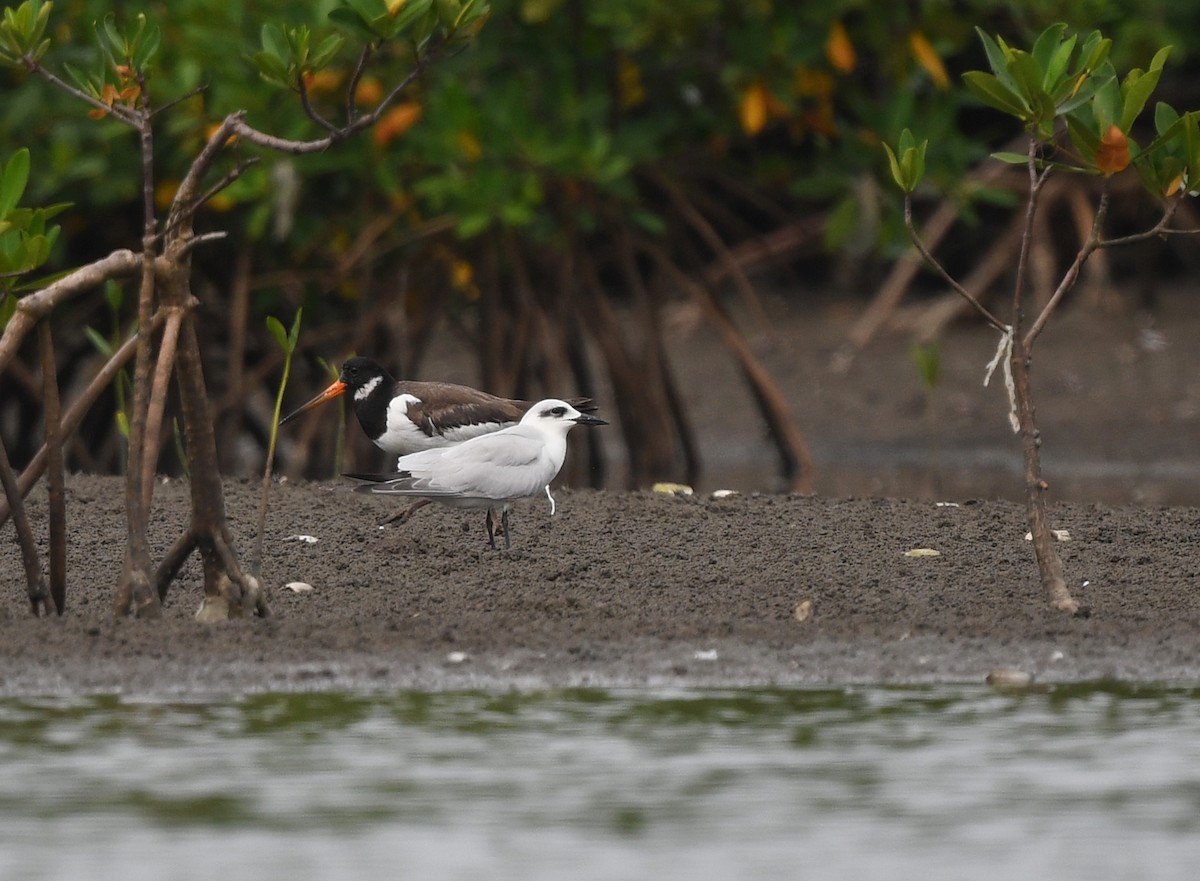 Gull-billed Tern - ML646724851