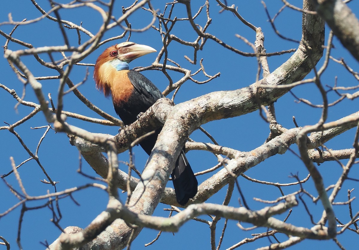 Sumba Hornbill - ML646724852