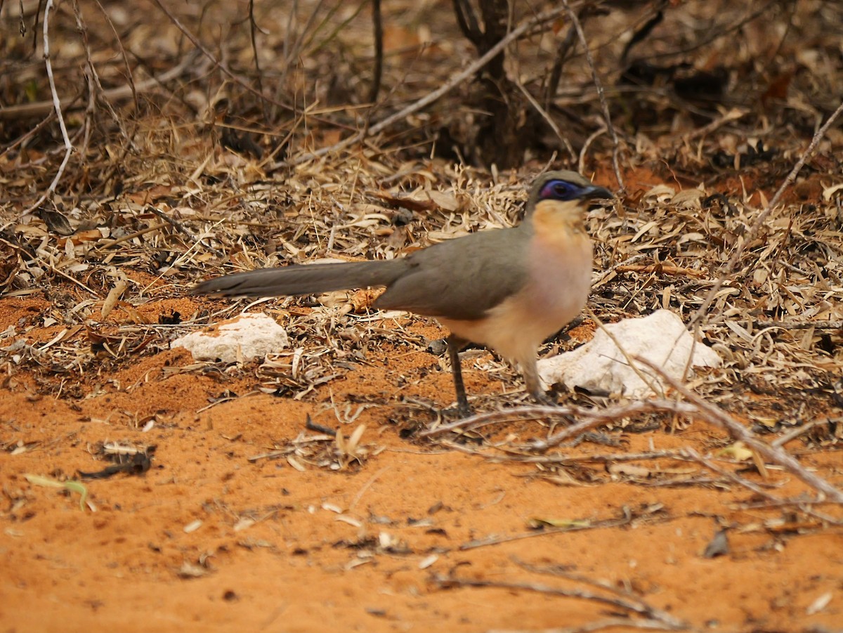 Running Coua - ML646724854