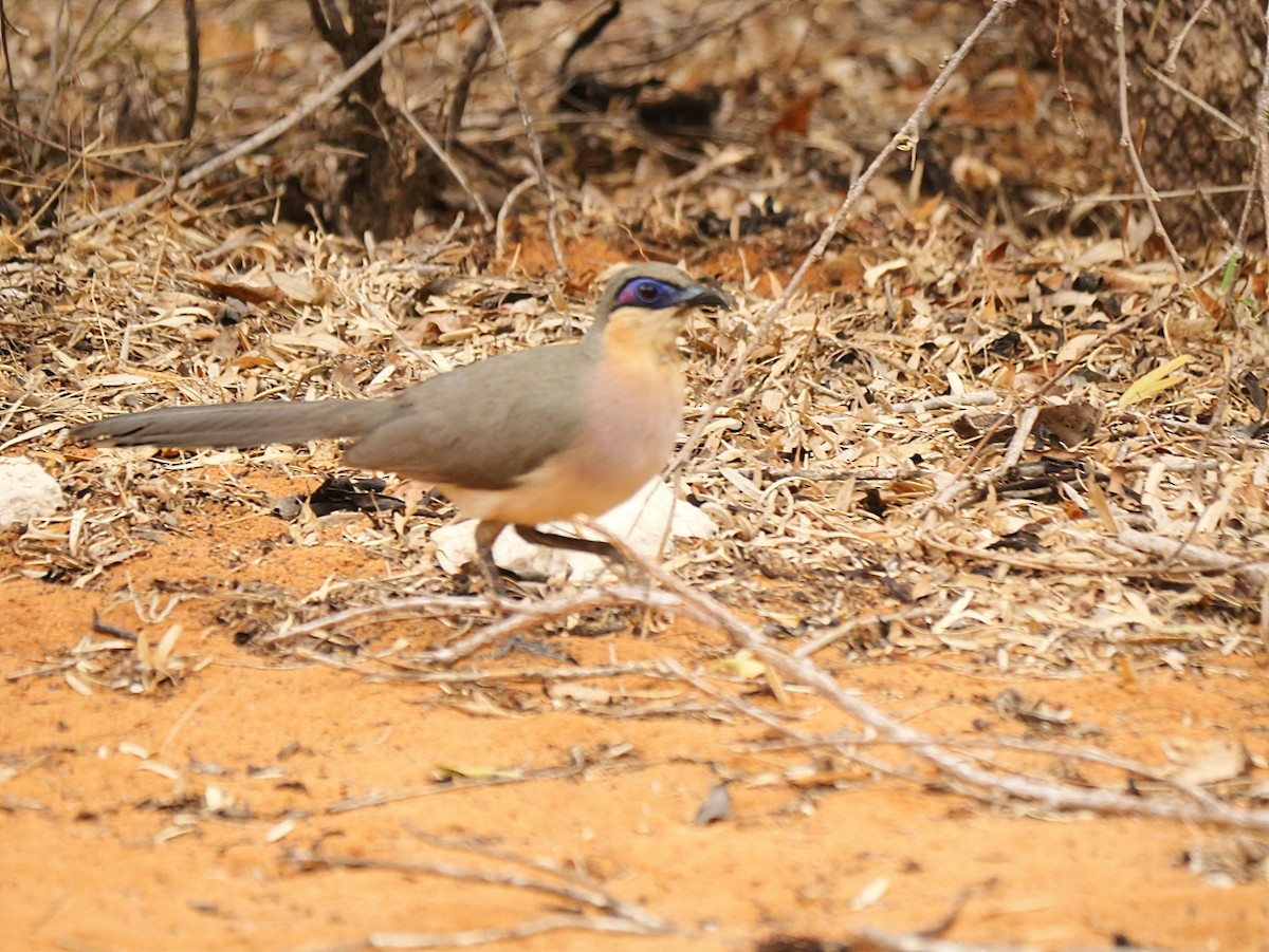 ハシリジカッコウ - ML646724855