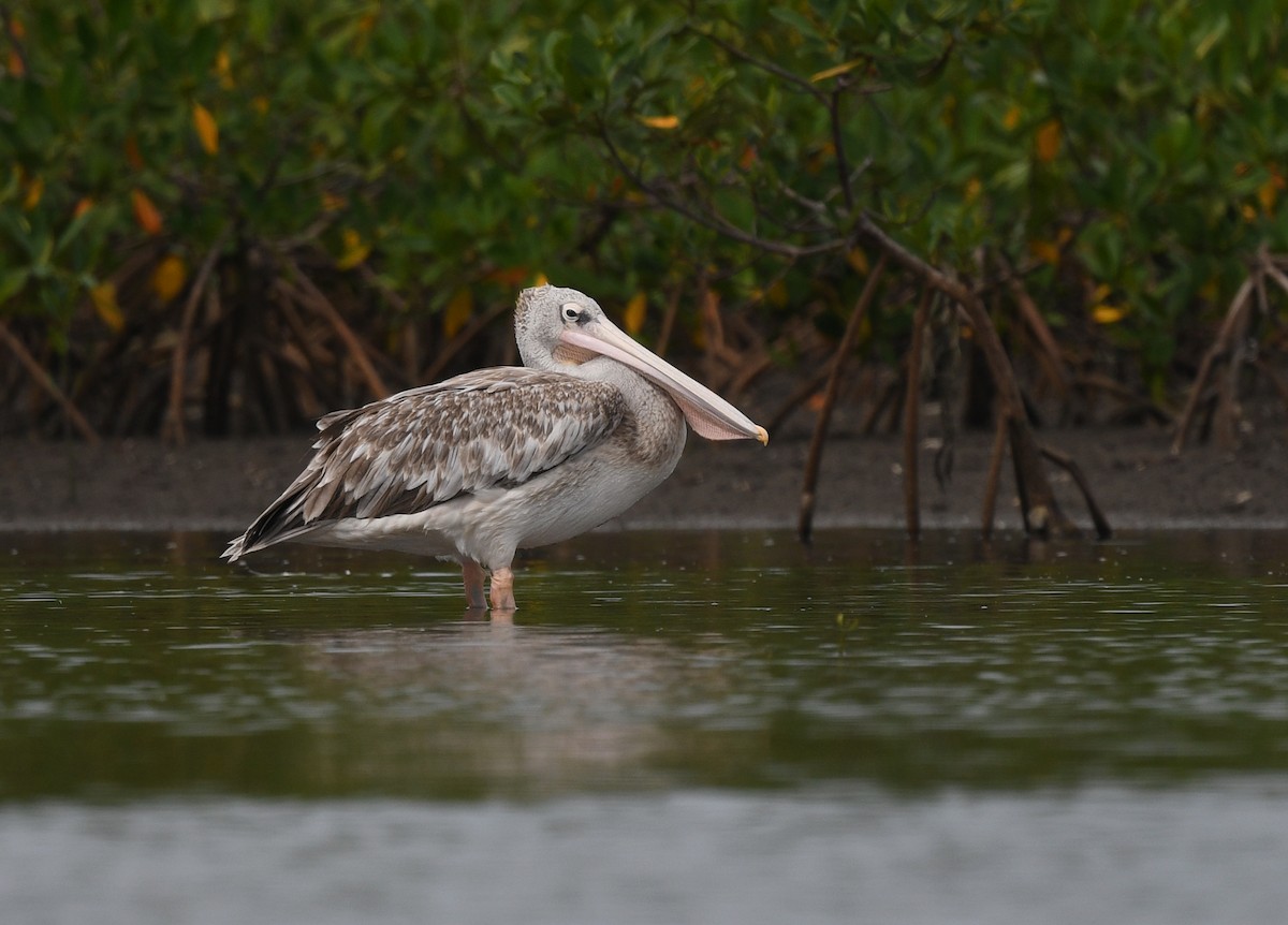 Pink-backed Pelican - ML646724856