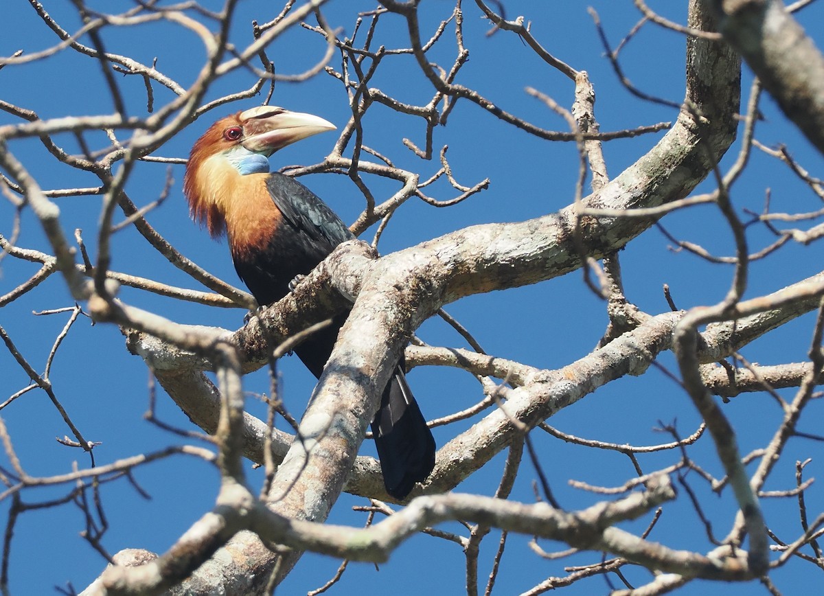 スンバシワコブサイチョウ - ML646724858