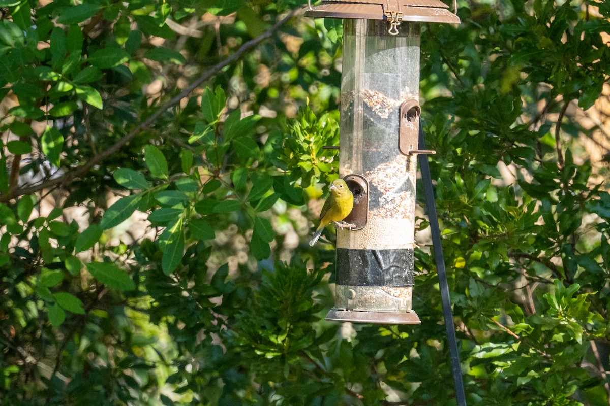 ゴシキノジコ - ML646724859