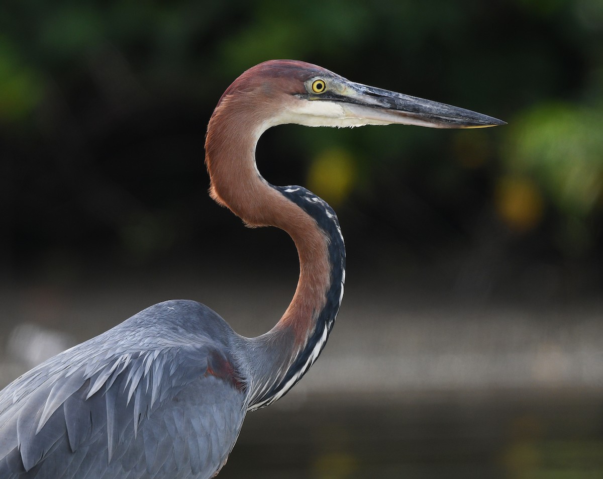 Goliath Heron - ML646724860