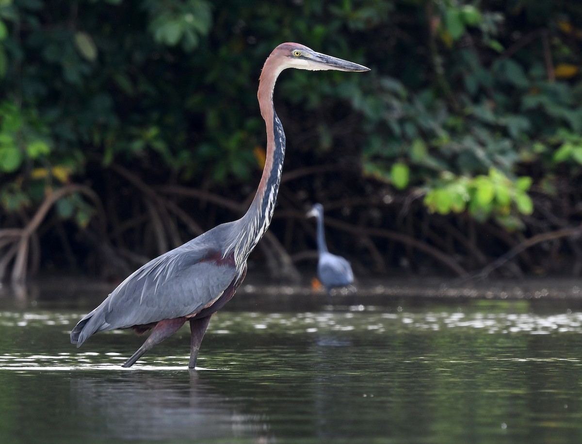 Goliath Heron - ML646724861