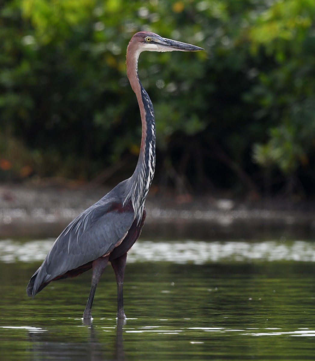 Goliath Heron - ML646724862