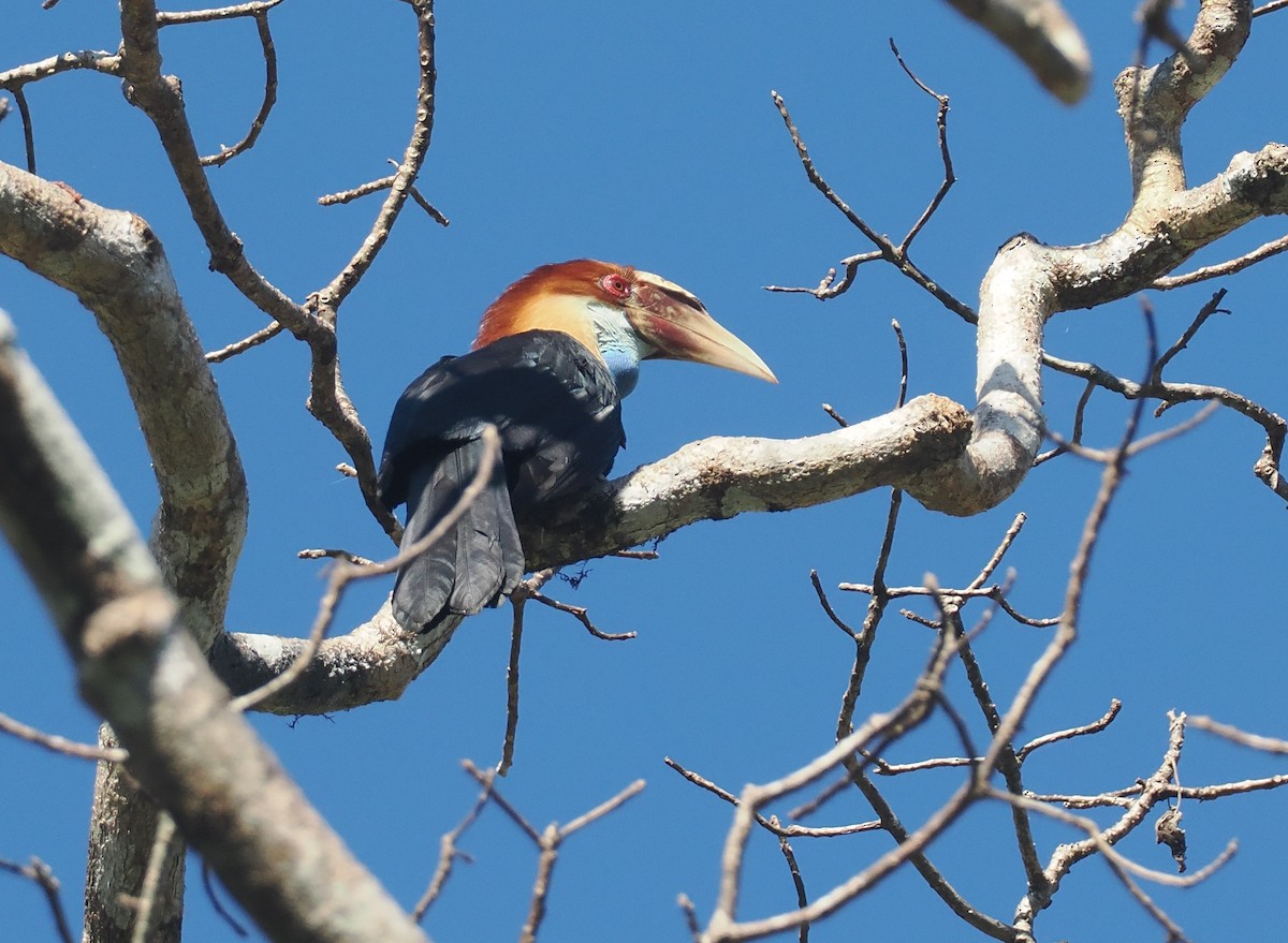 スンバシワコブサイチョウ - ML646724864