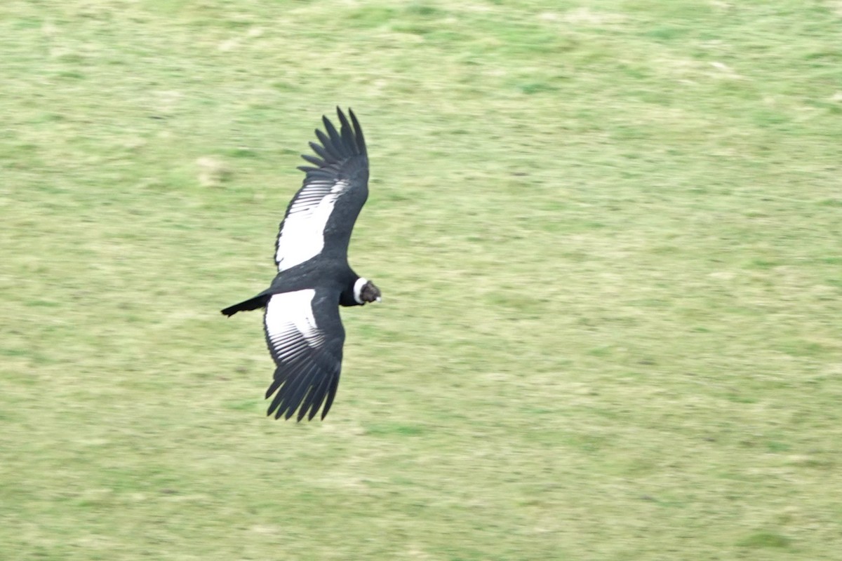 Andean Condor - ML646724868