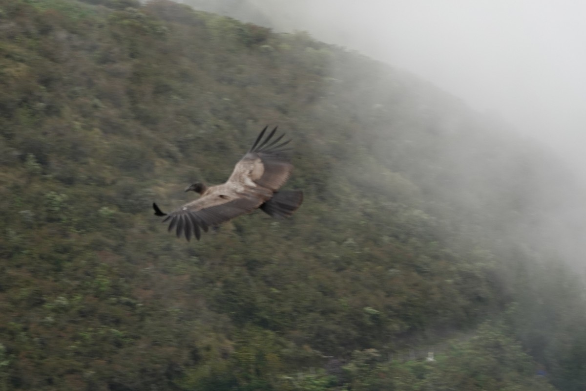Andean Condor - ML646724869