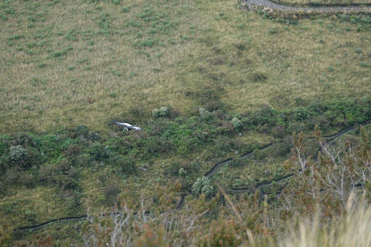 Andean Condor - ML646724870