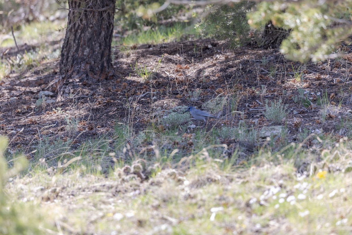 マツカケス - ML646724873