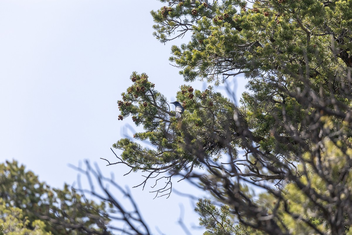 マツカケス - ML646724874