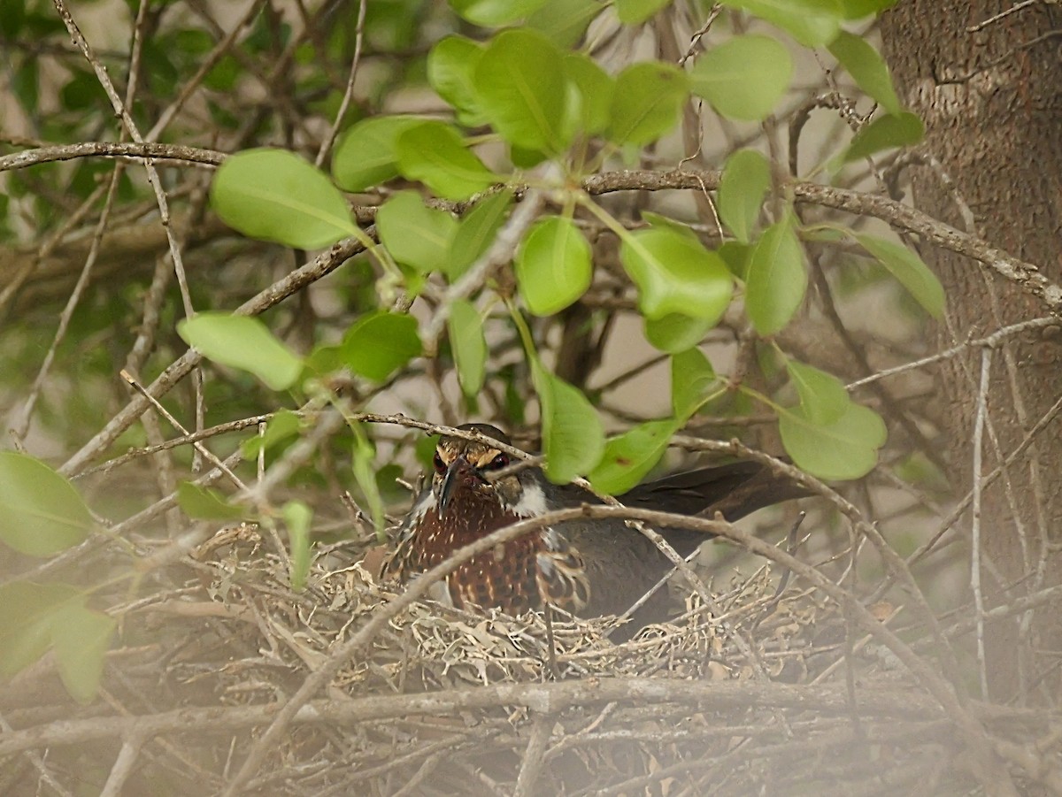 メスアカクイナモドキ - ML646724876