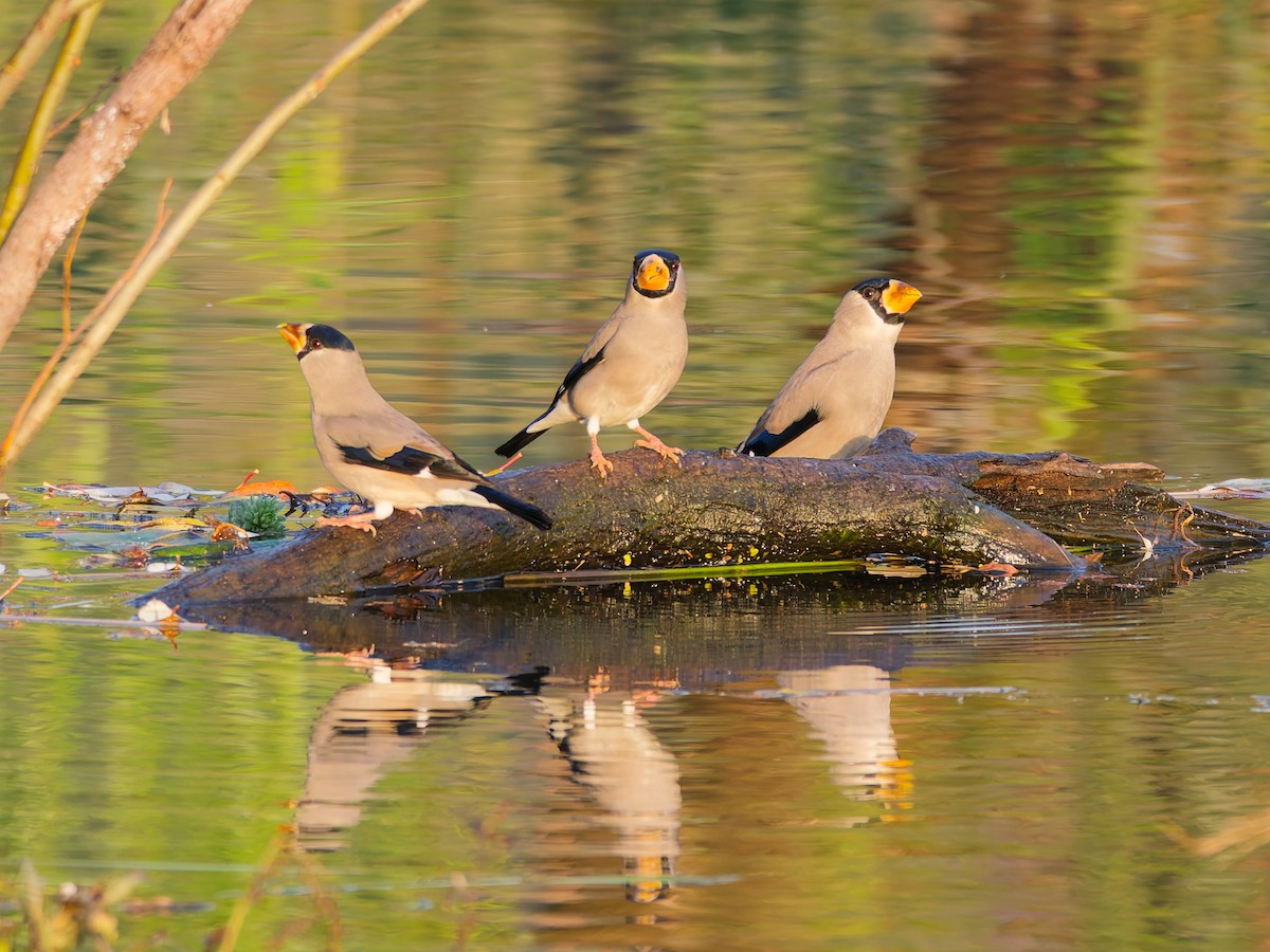 イカル - ML646724877