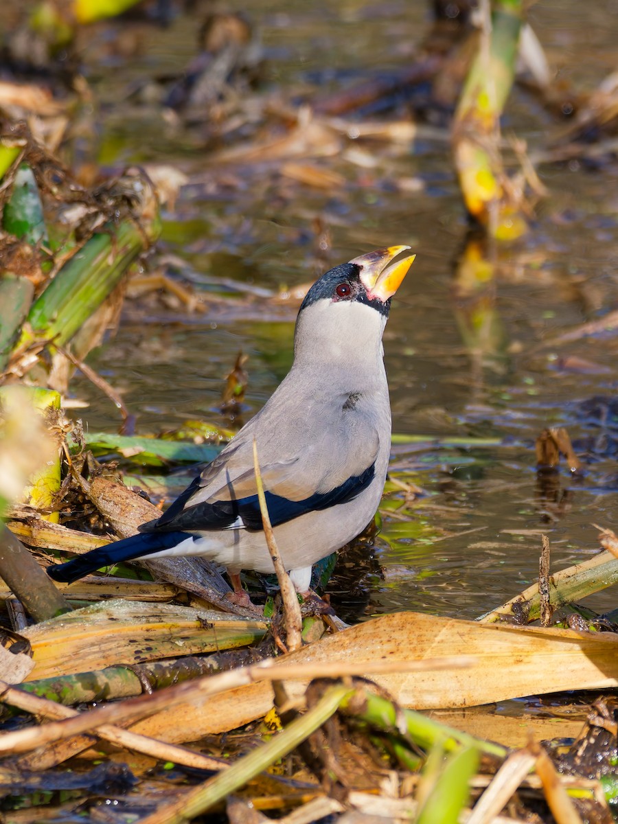 イカル - ML646724878