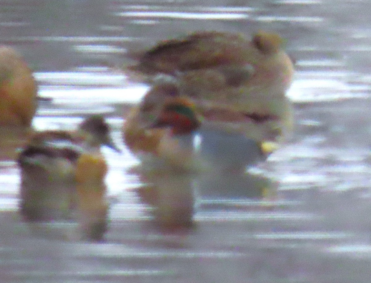 コガモ（亜種 アメリカコガモ） - ML646724880