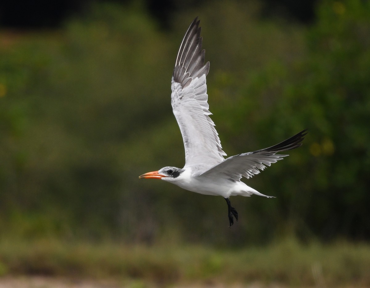 Caspian Tern - ML646724881