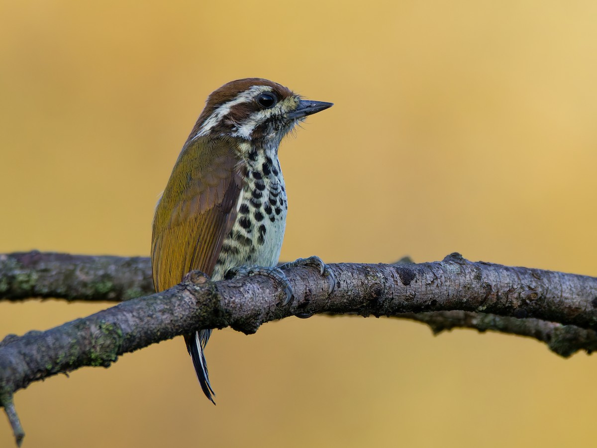 アジアヒメキツツキ - ML646724883