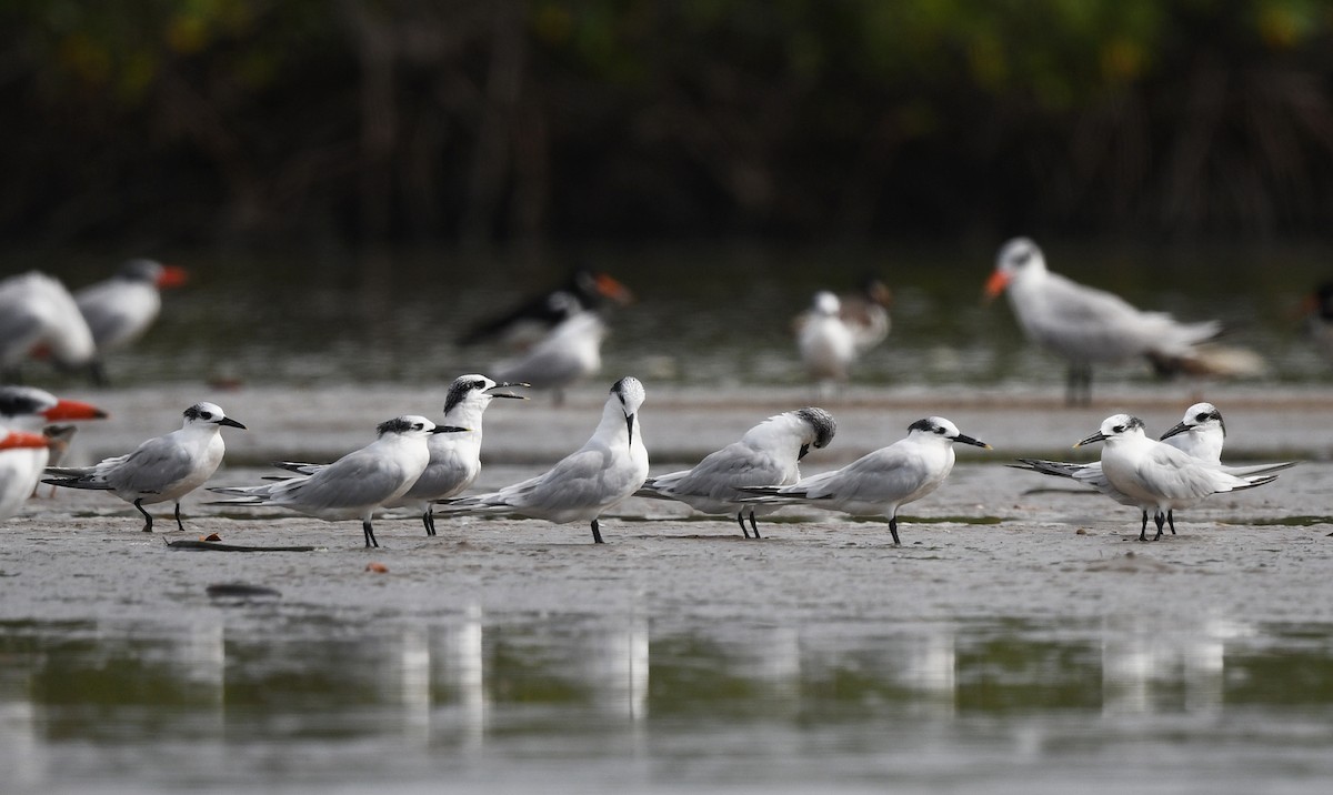 Sandwich Tern (Eurasian) - ML646724884