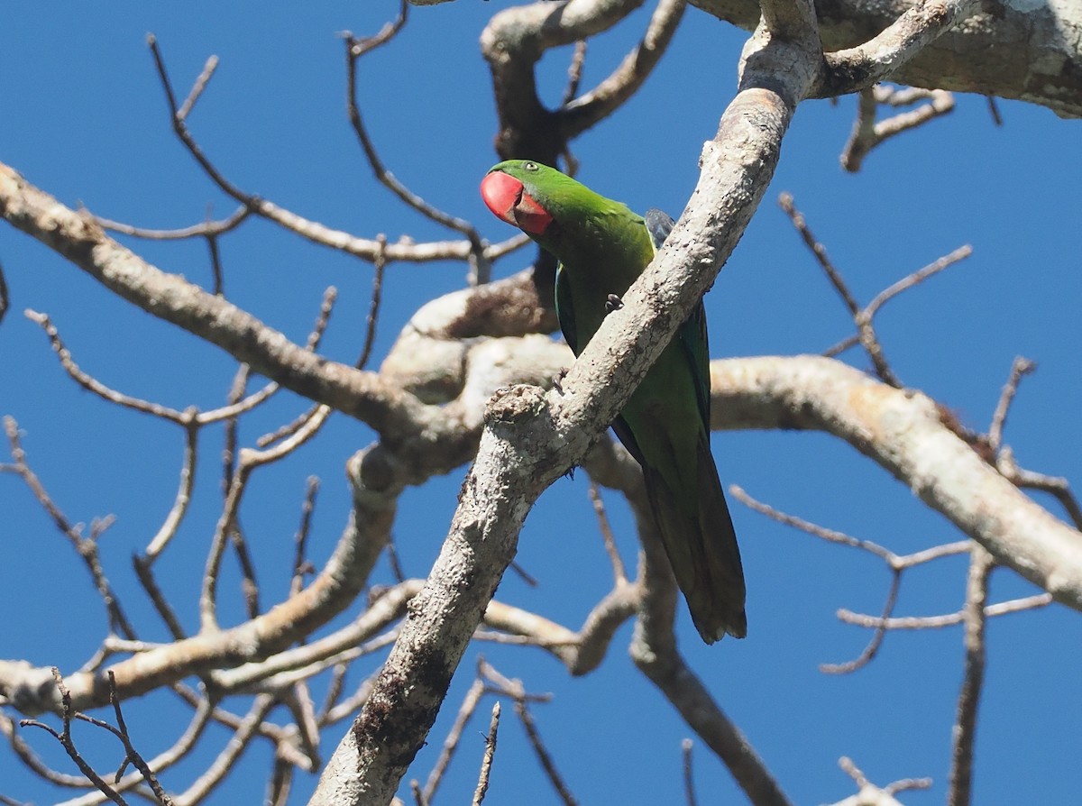 オオハナインコモドキ - ML646724885