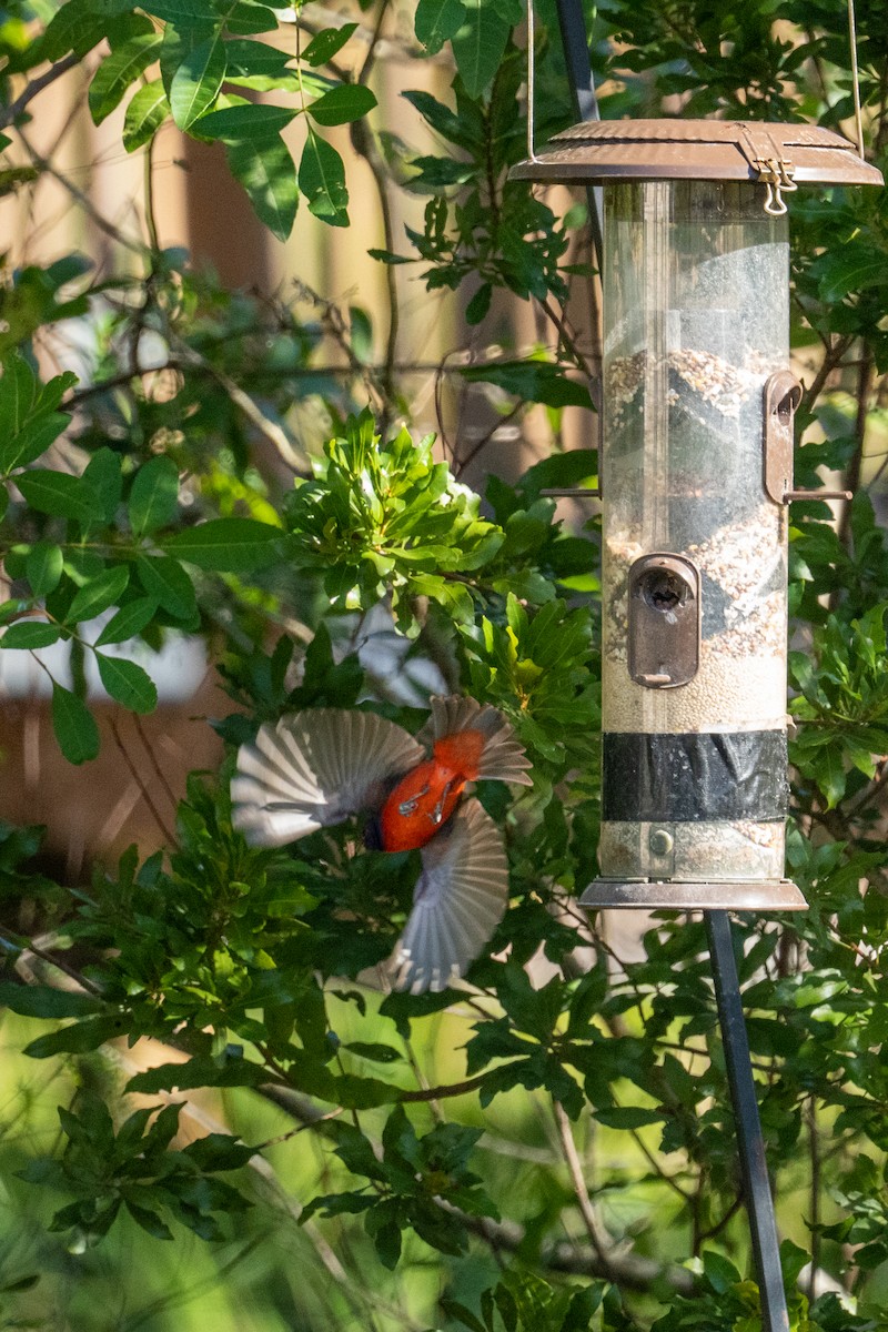 Painted Bunting - ML646724886