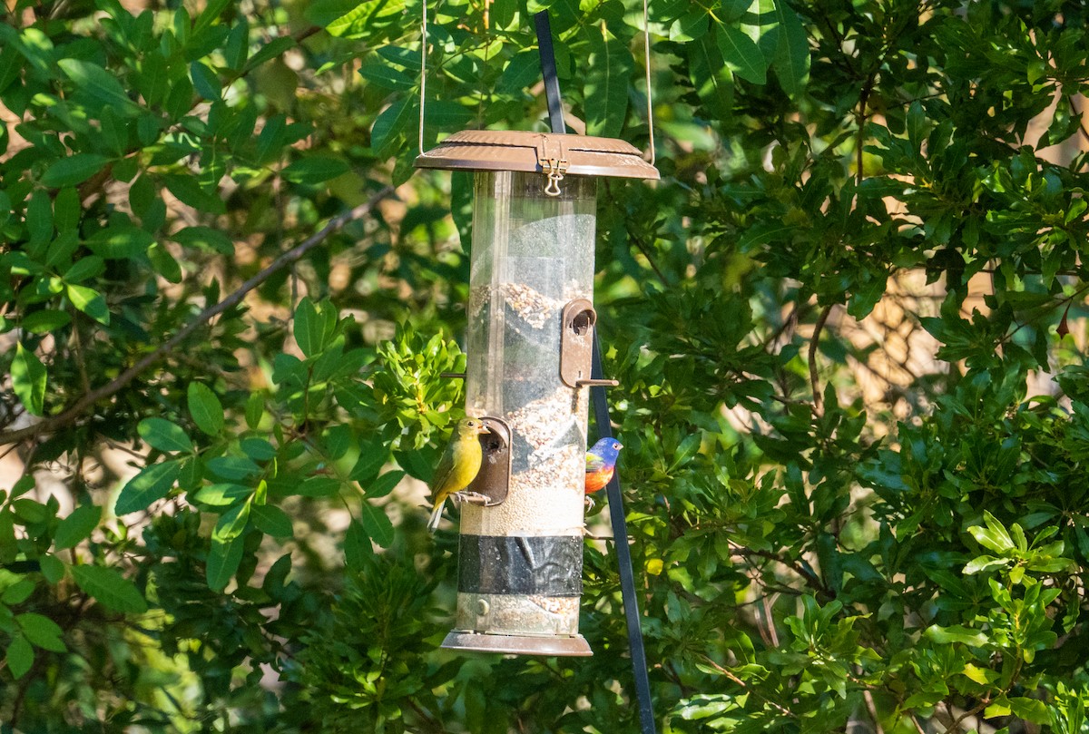 Painted Bunting - ML646724887
