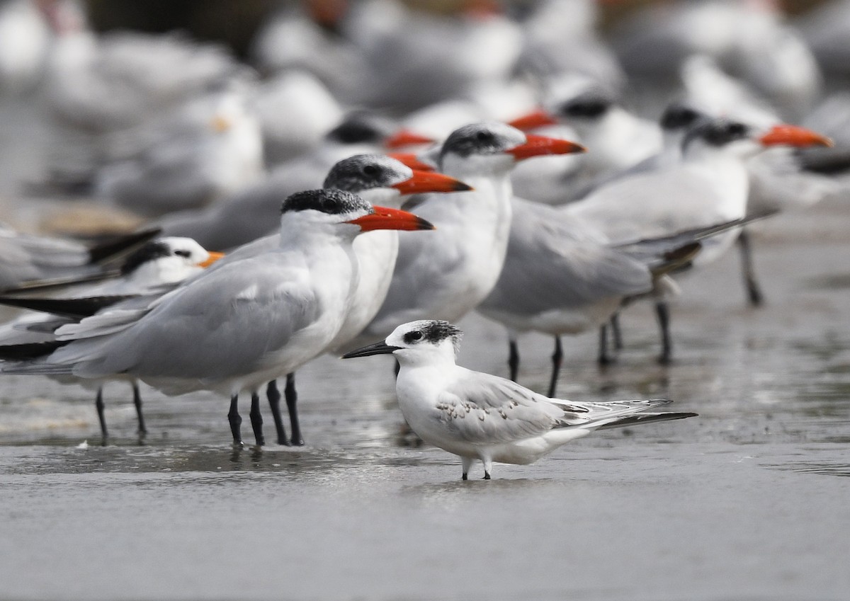 Sandwich Tern (Eurasian) - ML646724893