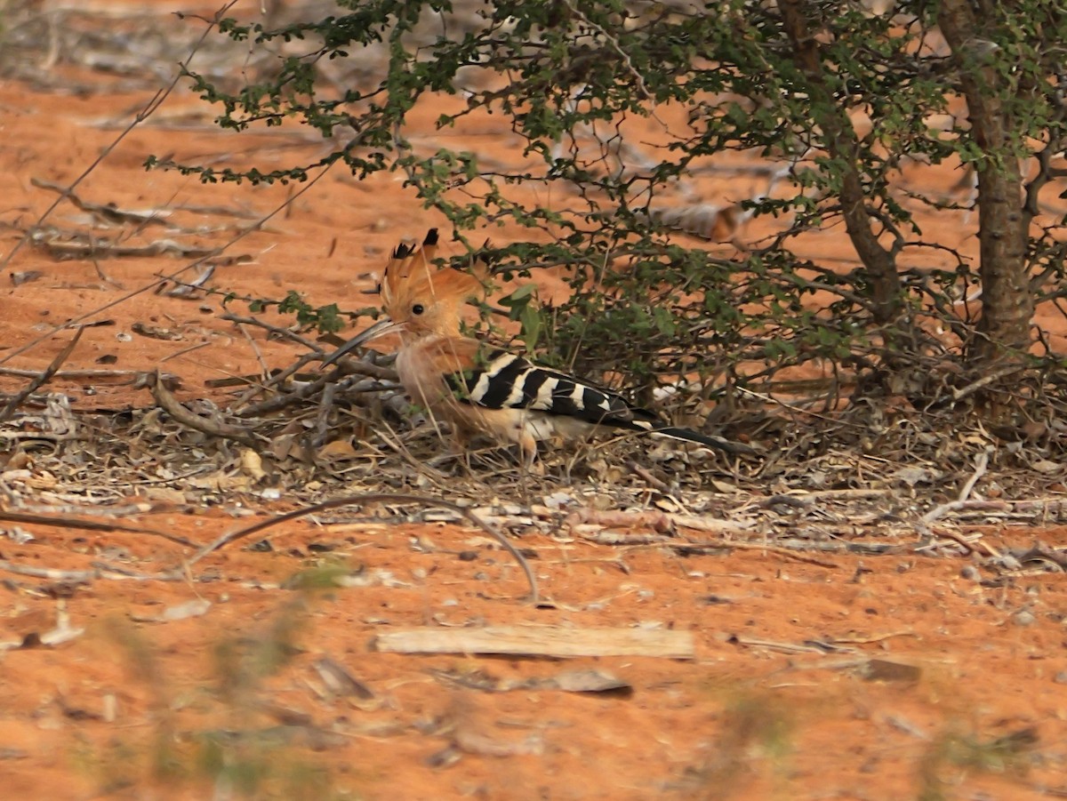 Madagaskarwiedehopf - ML646724895