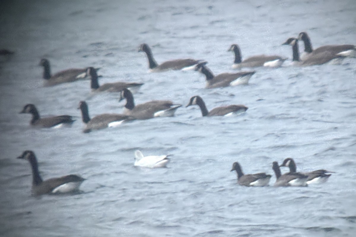 Гусь Росса - ML646724896