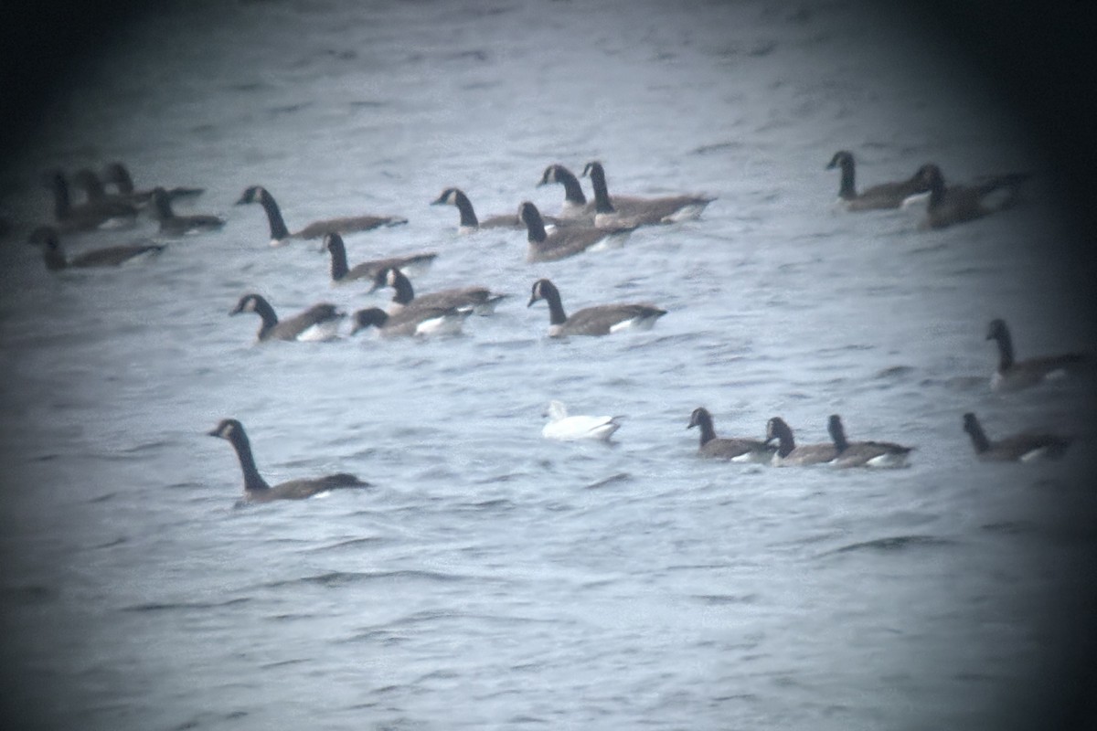 Гусь Росса - ML646724898