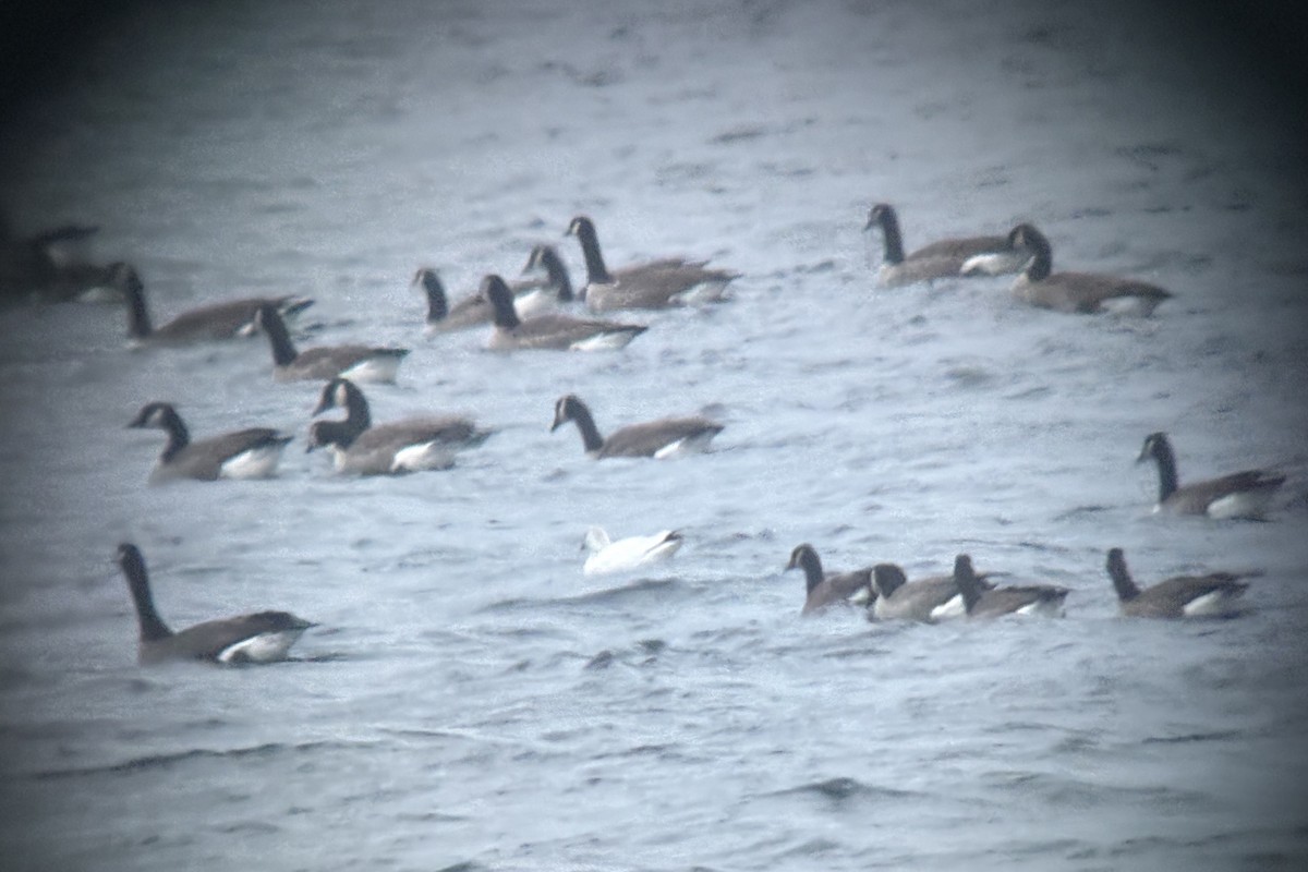 Гусь Росса - ML646724899