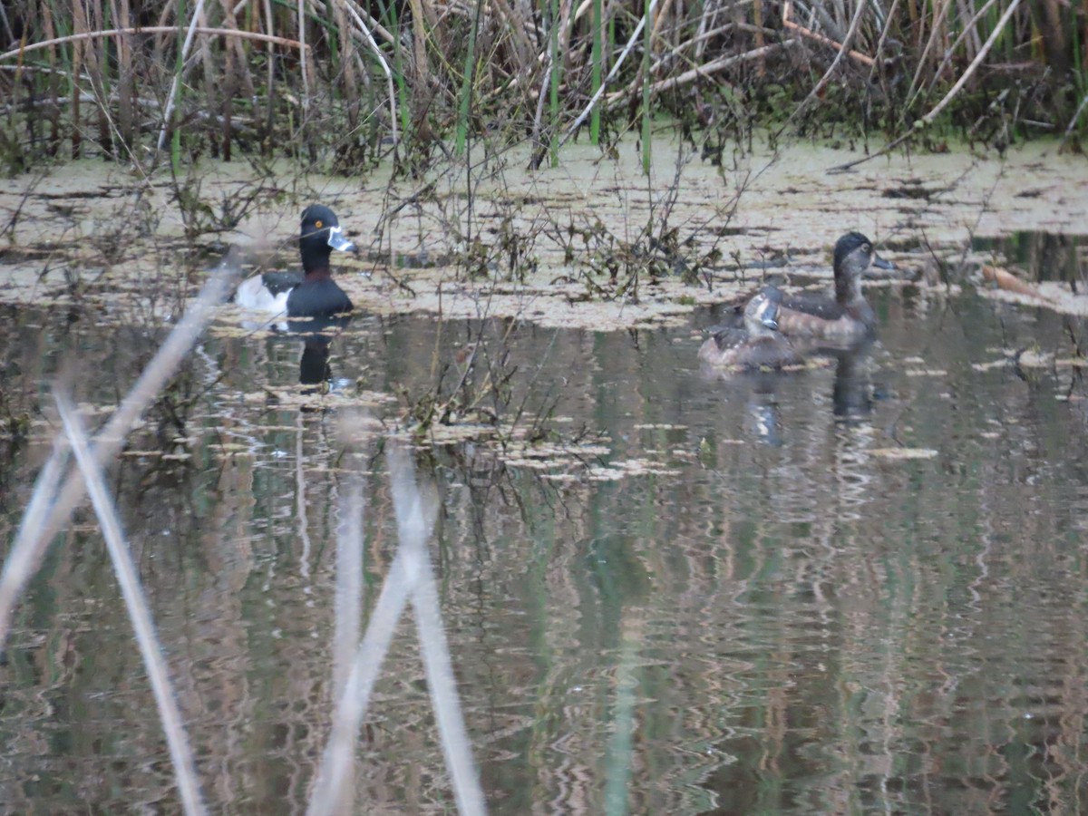 Ring-necked Duck - ML646724902