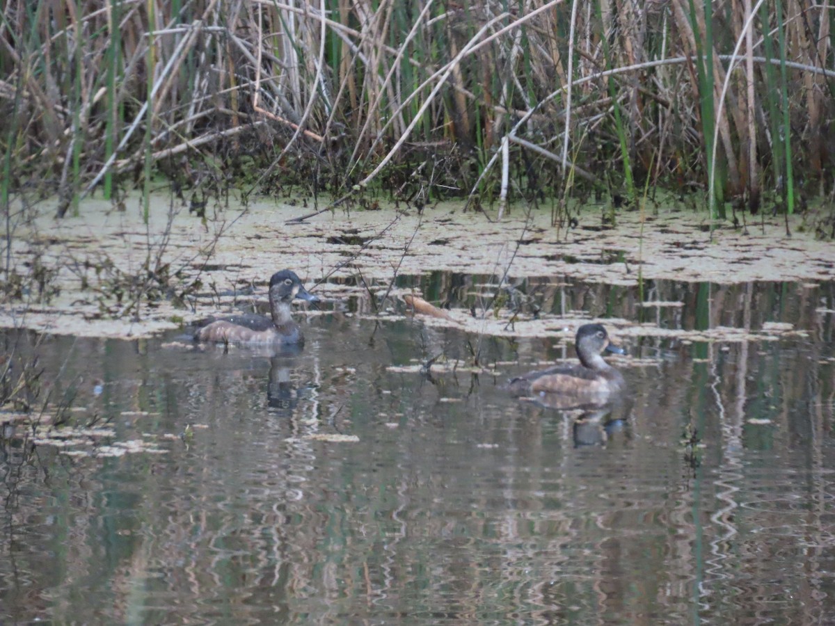 Ring-necked Duck - ML646724903