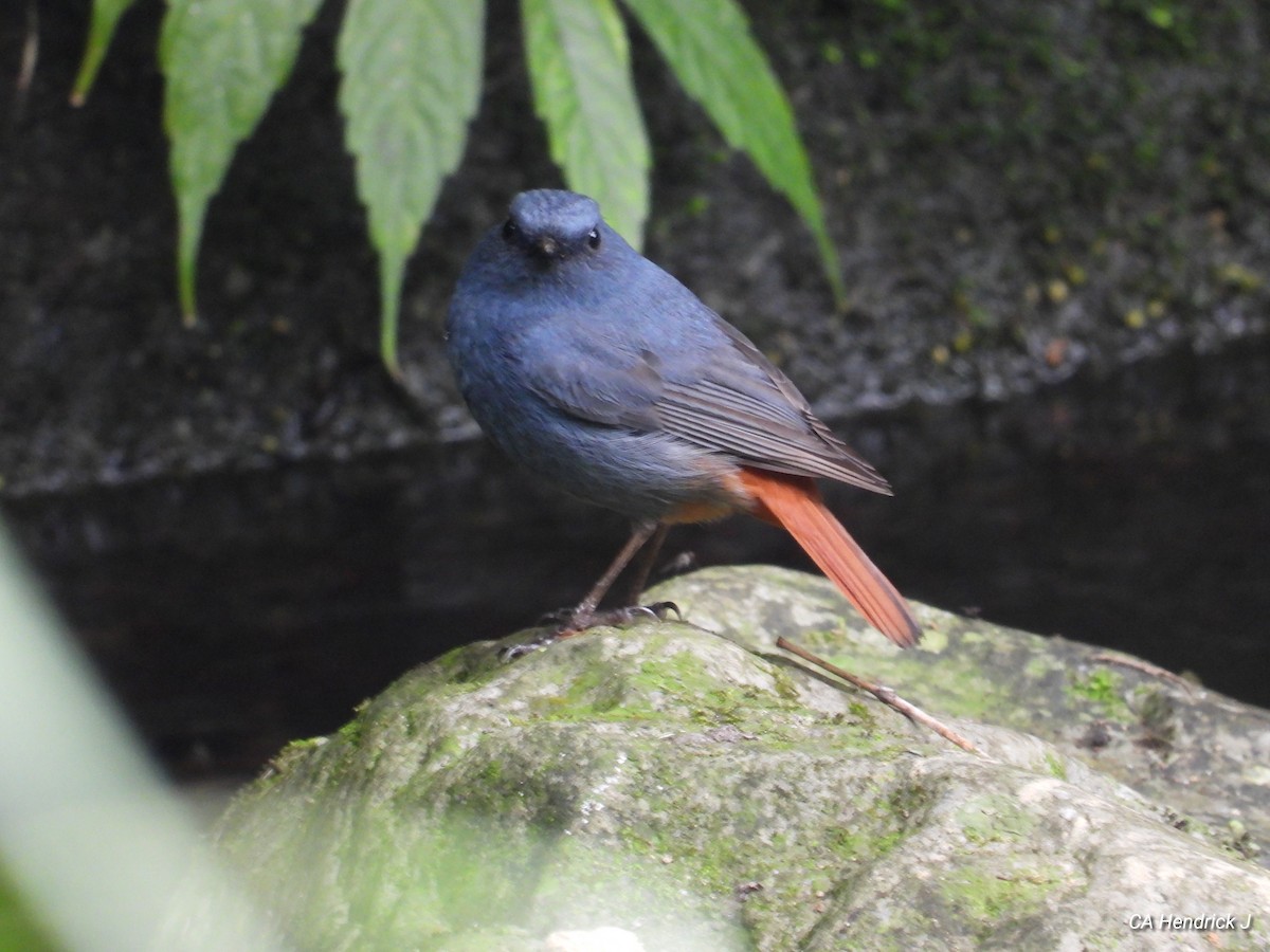 Buztangorri urdina - ML646724906