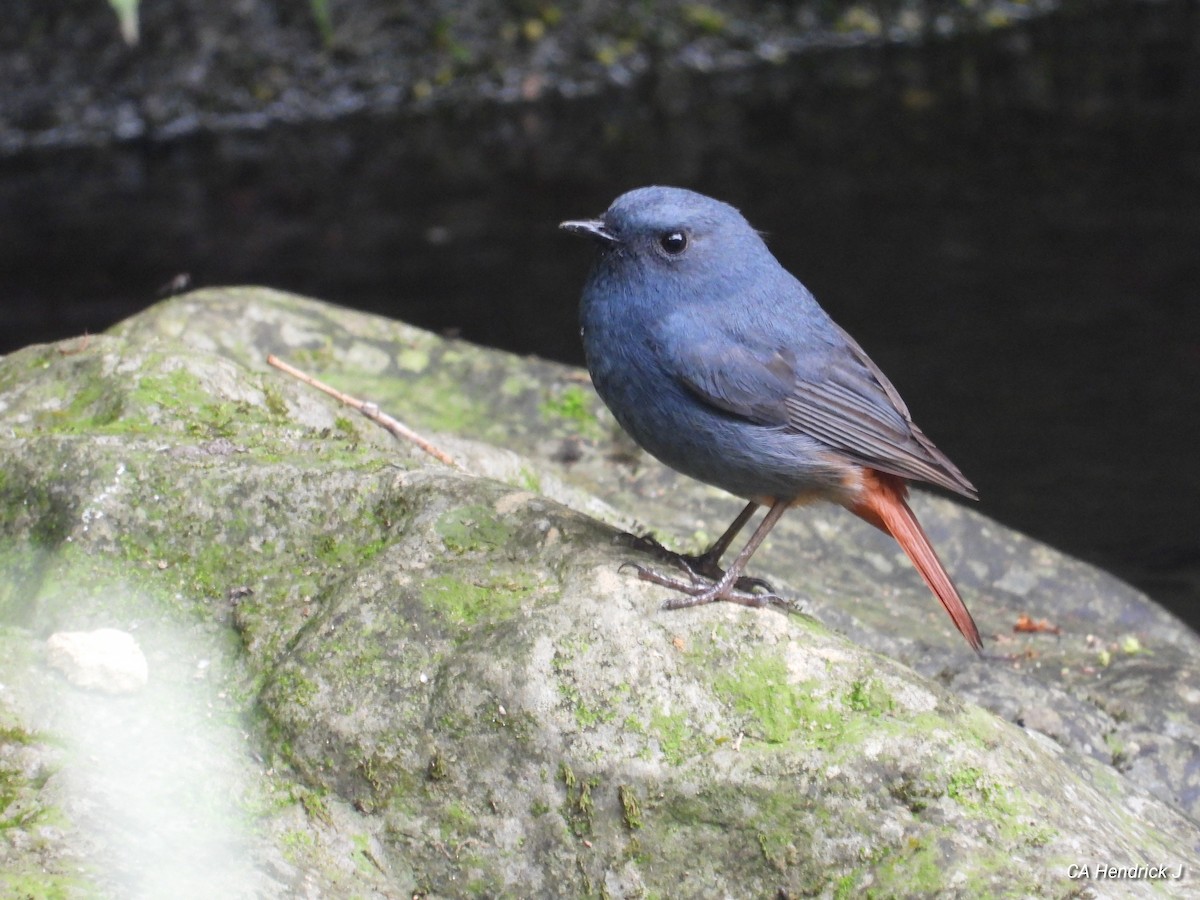 Buztangorri urdina - ML646724907