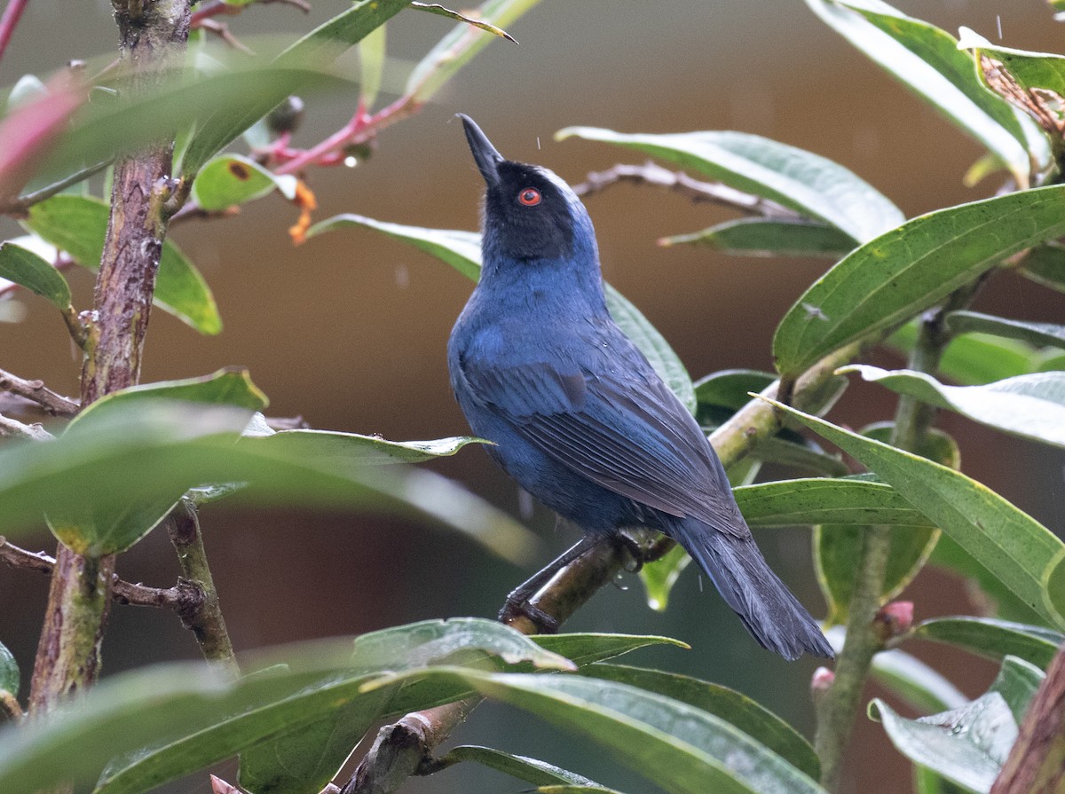 Percefleur masqué - ML646724908