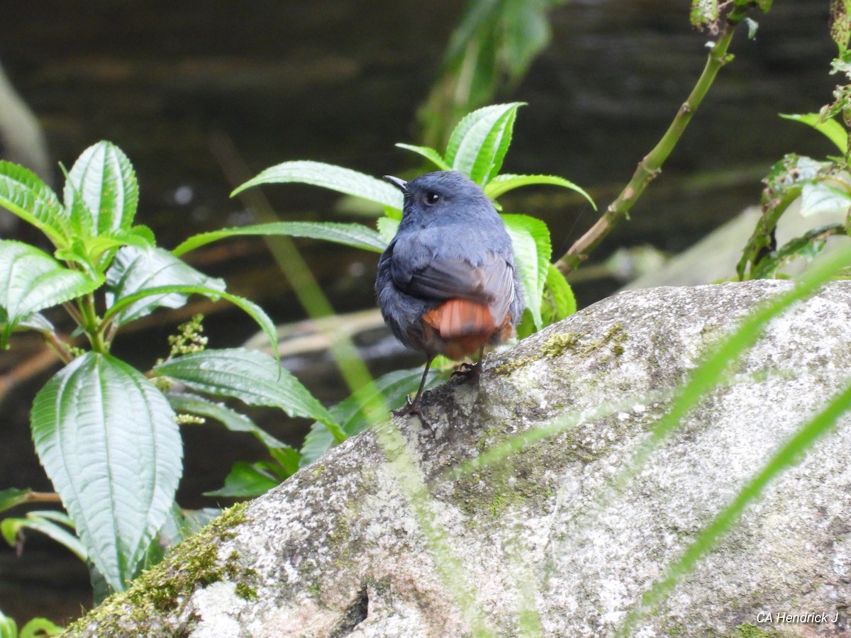 Buztangorri urdina - ML646724910