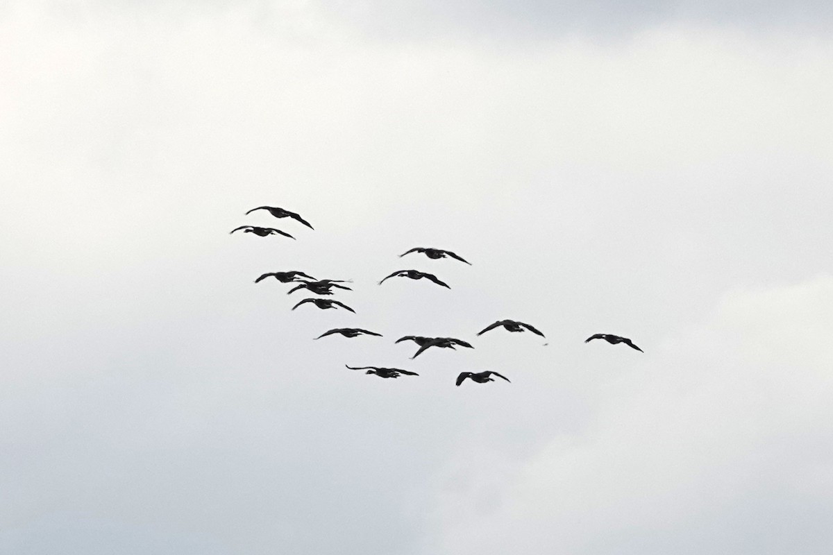 Canada Goose - ML646724915