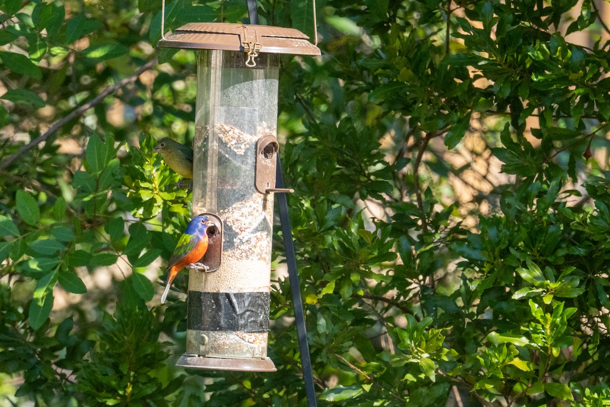 Painted Bunting - ML646724925