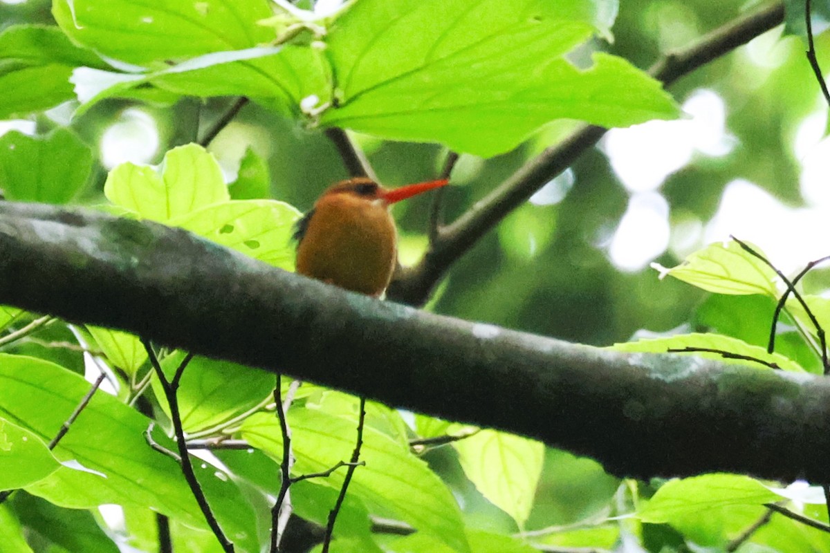 Martin-pêcheur à tête rousse - ML646724927