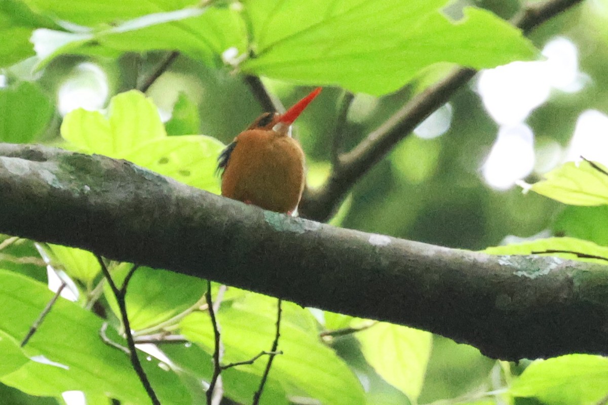 Martin-pêcheur à tête rousse - ML646724928
