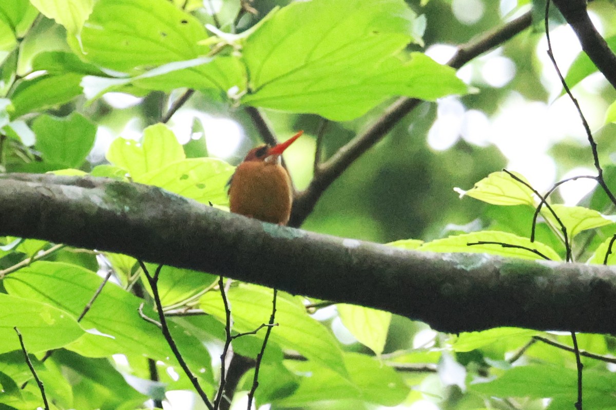 Martin-pêcheur à tête rousse - ML646724929