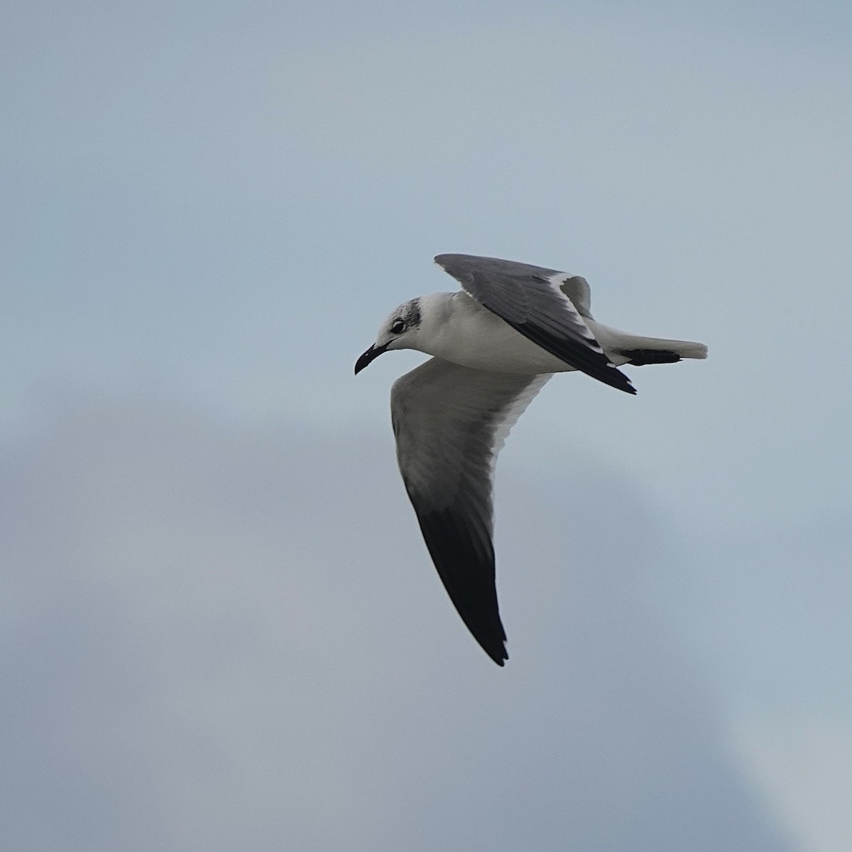 Laughing Gull - ML646724931